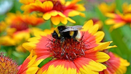 10 Best Native Plants Bees Love For Pollination